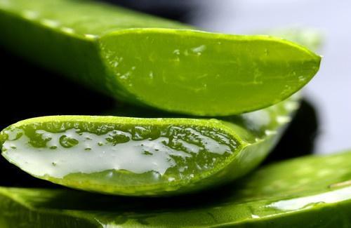 aloe-vera-500x325-500x325