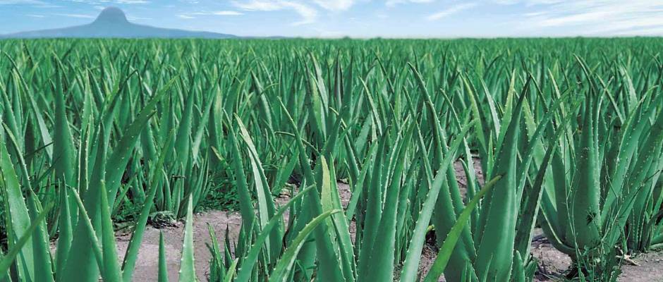 aloe-vera
