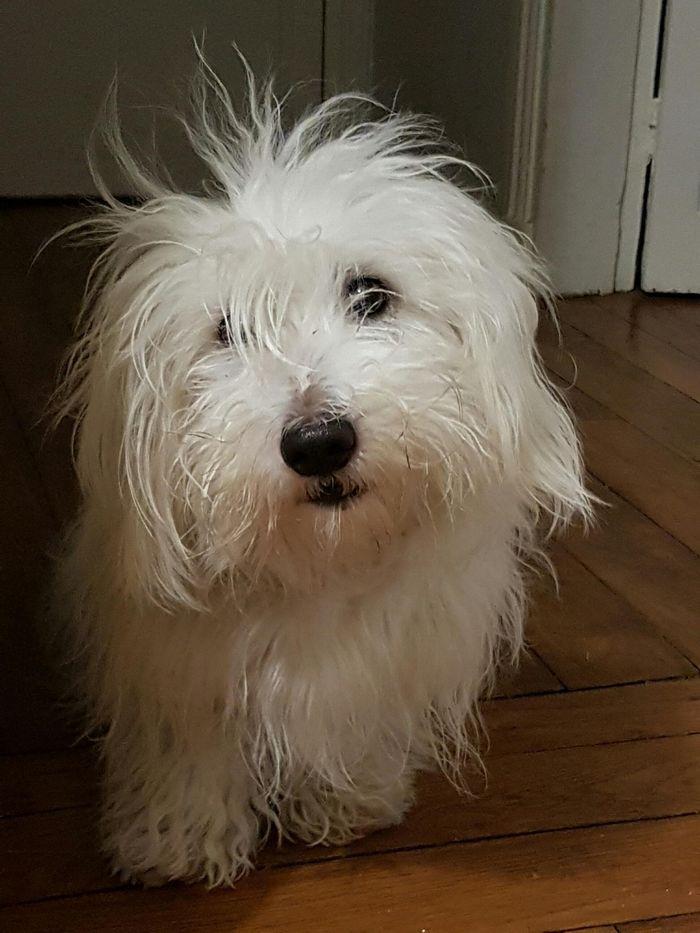 chien-coton-de-tulear-277249932.jpeg
