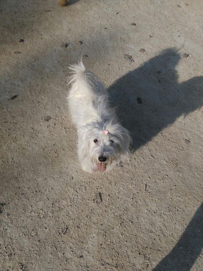 chien-coton-de-tulear-596929367
