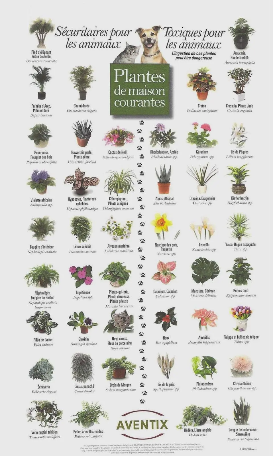 chien-mange-plantes-toxiques