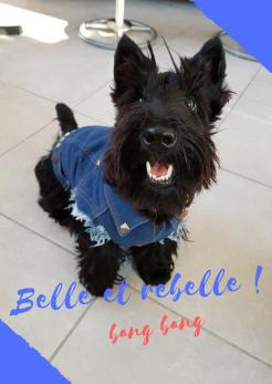 Belle et rebelle !.jpg