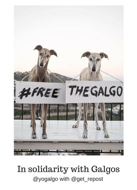 FreeGalgos.jpg