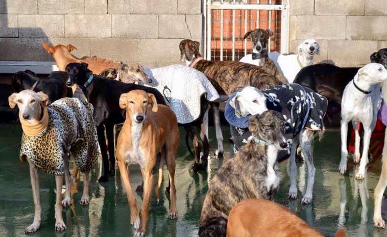 Galgos.jpg