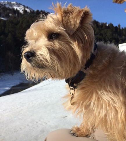 michka a la montagne.jpg
