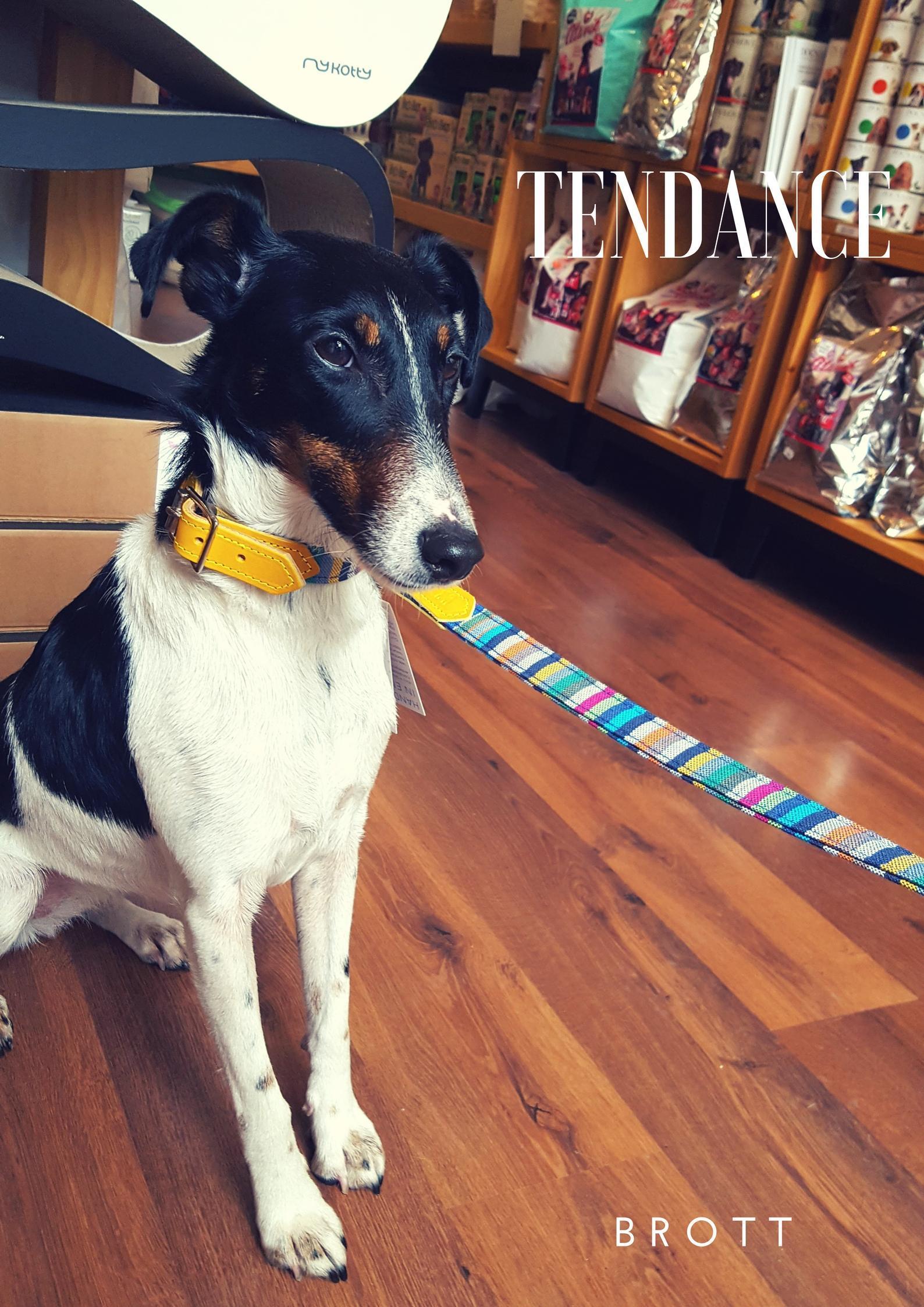 Profession- Dogmodel (1)