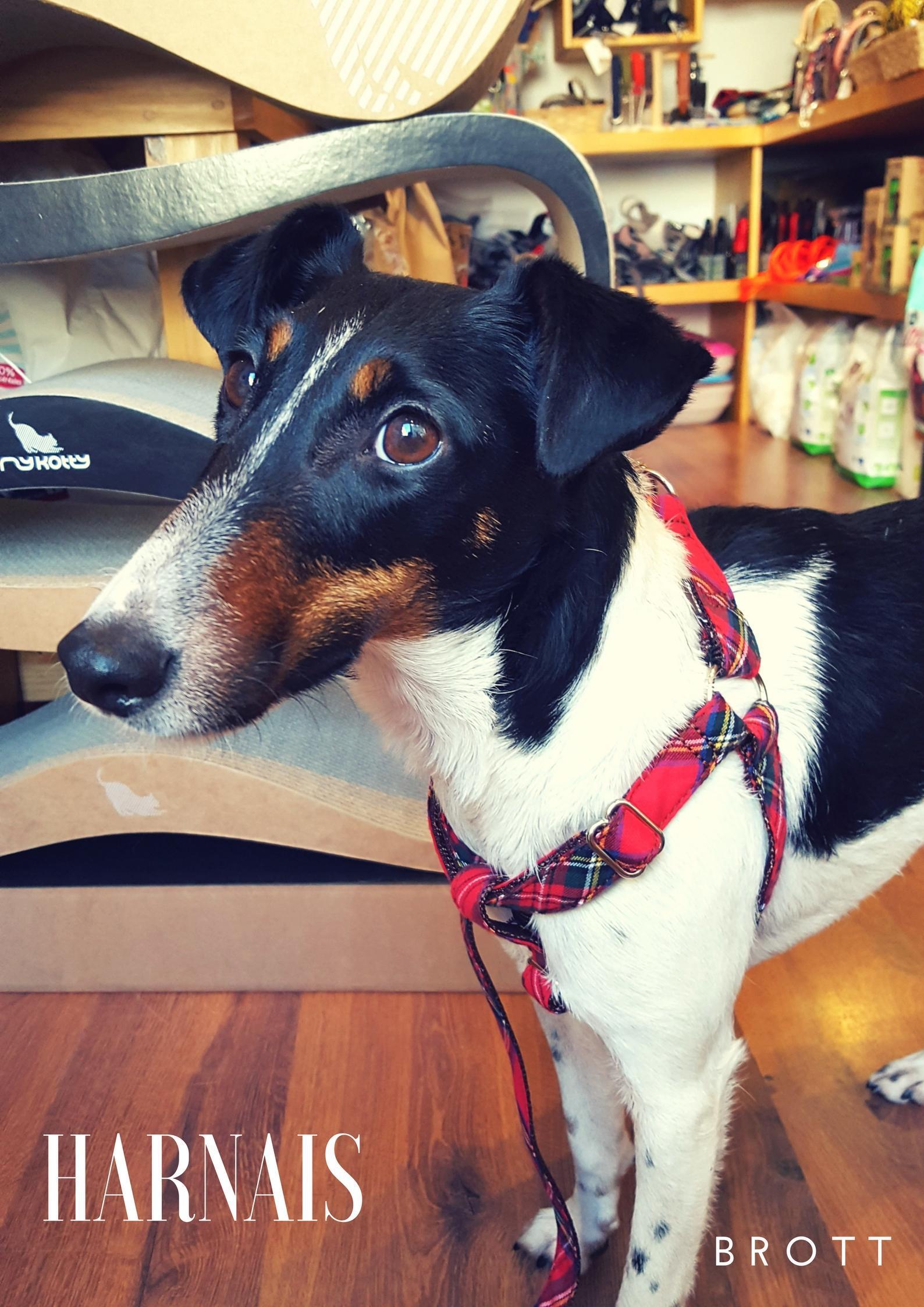 Profession- Dogmodel (2)