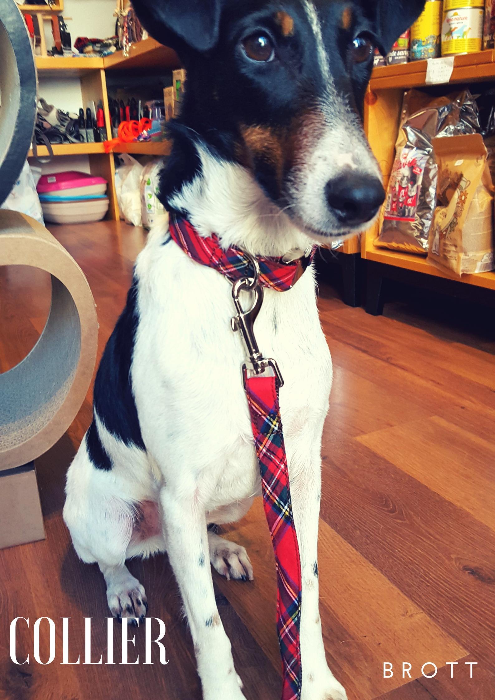 Profession- Dogmodel (3)