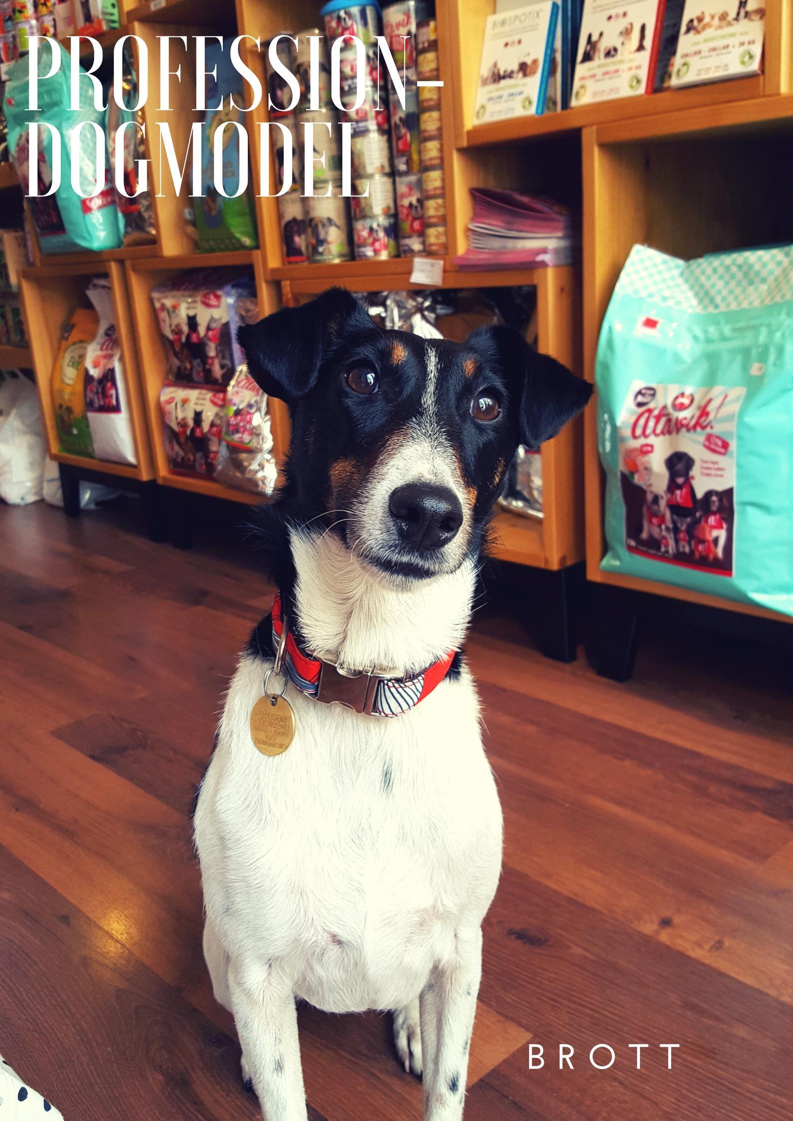 Profession- Dogmodel