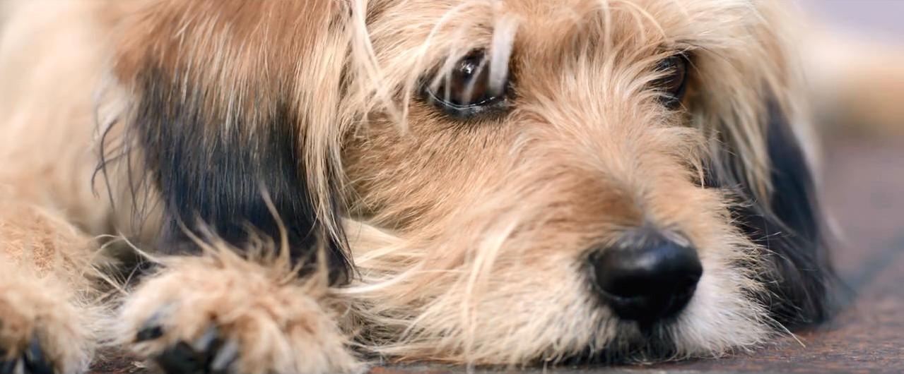 benji 2018.jpg