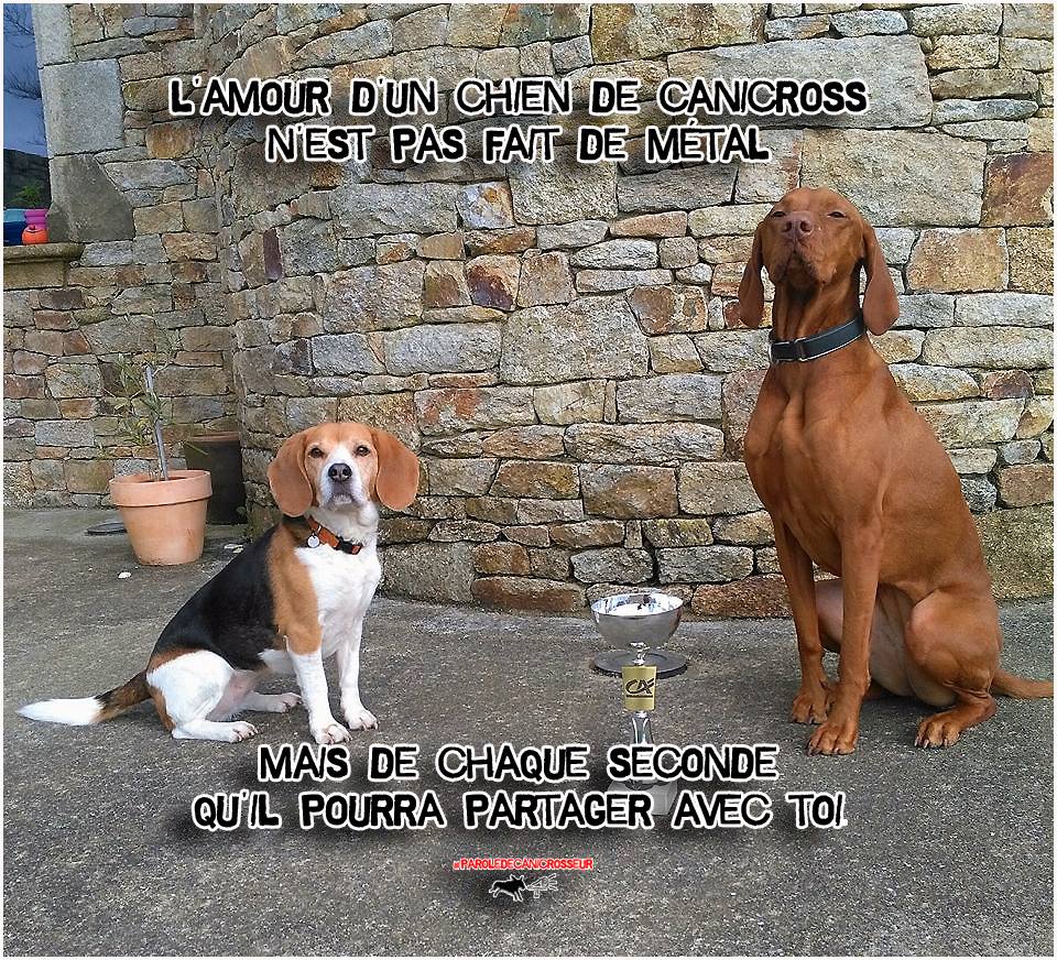 Parole de canicrosseur CanicrossAddict