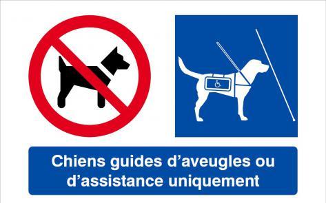 chien_guide_handi.jpg