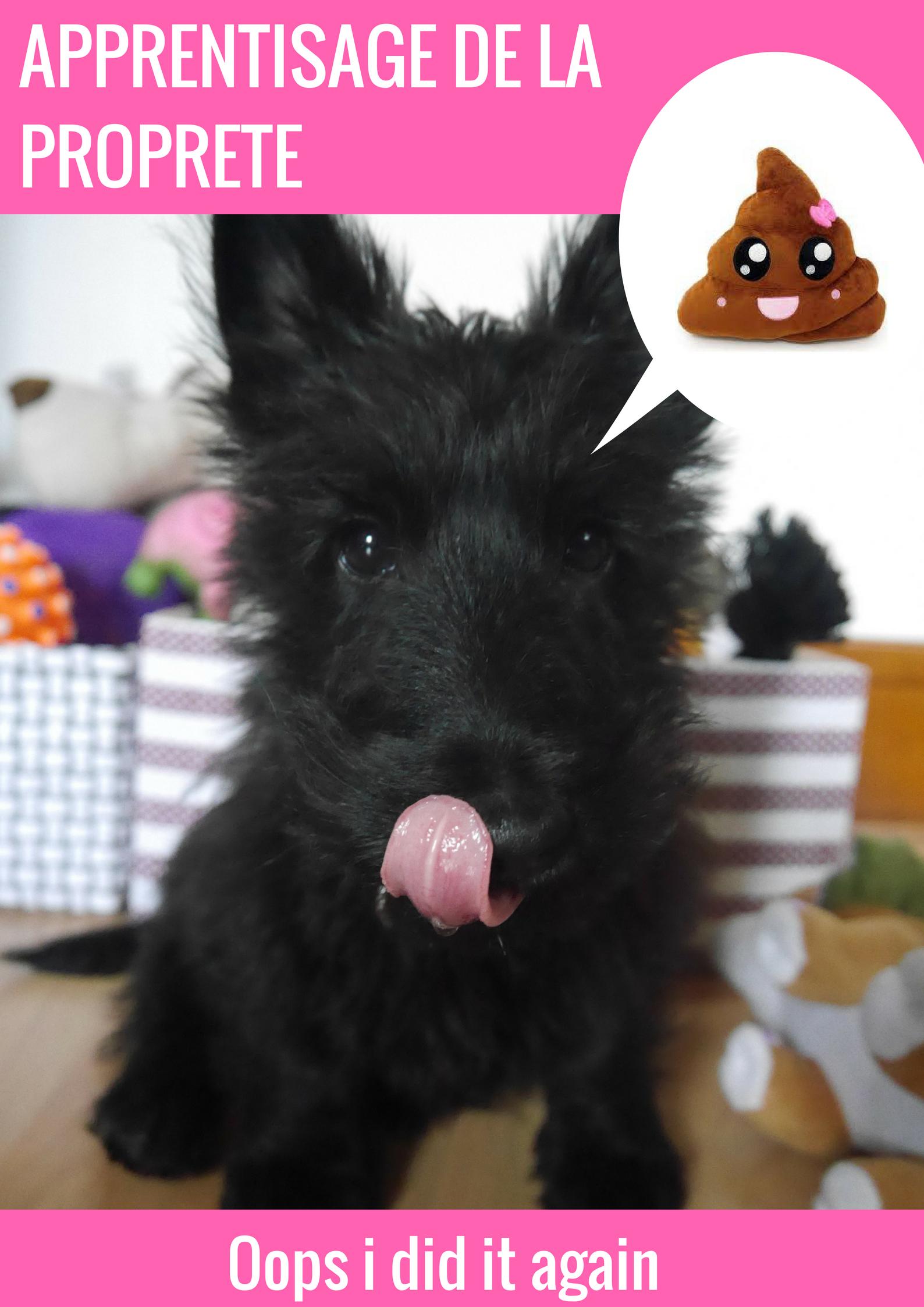 Apprentissage De La Proprete Chez Le Chiot My Dog Is A Queen