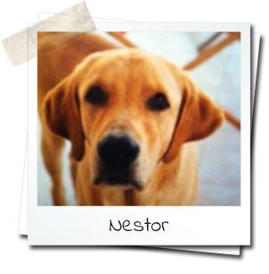 nestor.jpg
