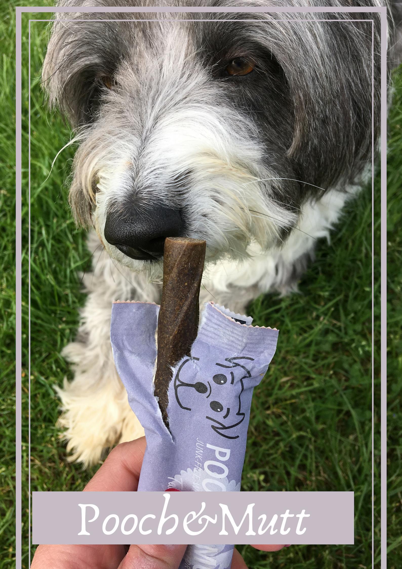 Pooch and Mutt - My dog is a Queen