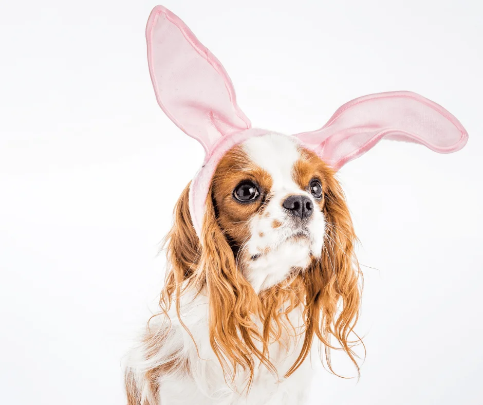 Fêter Pâques avec son chien