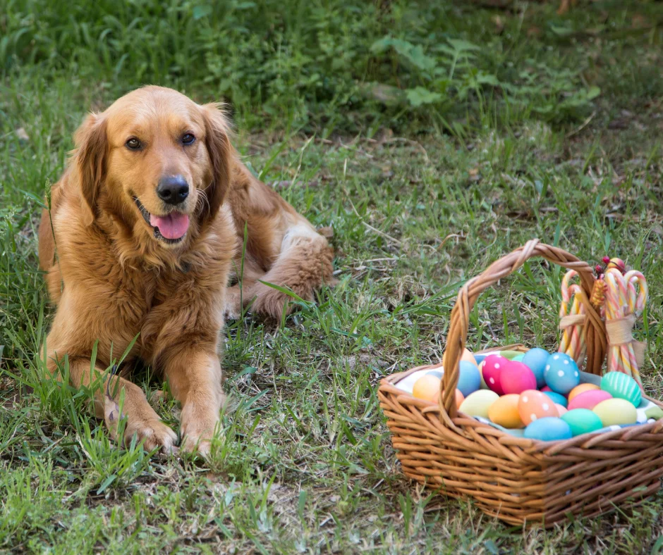 Fêter Pâques avec son chien