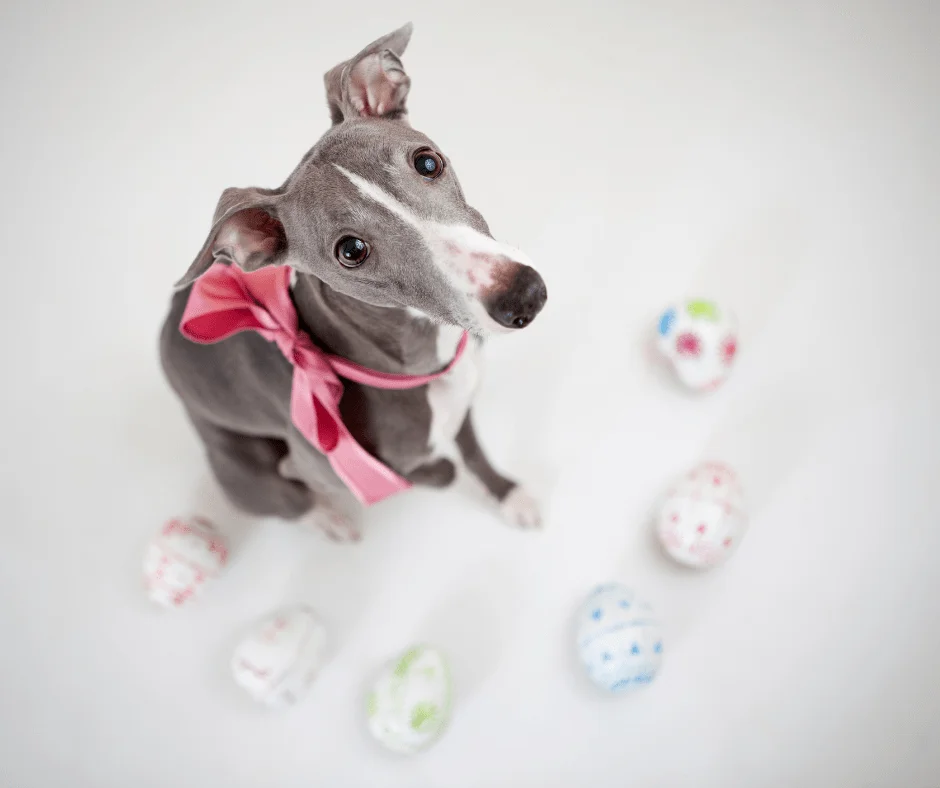 Fêter Pâques avec son chien