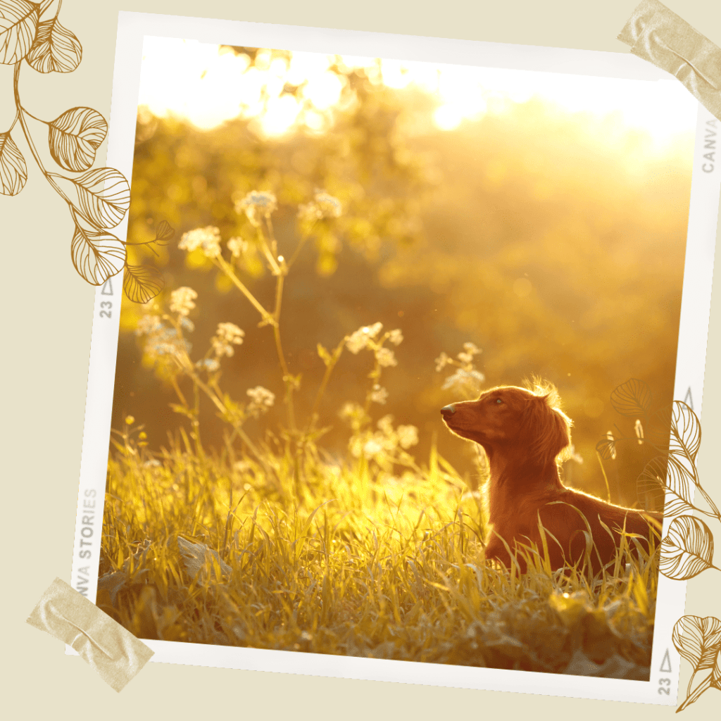12 résolutions ECOFRIENDLY avec mon chien !