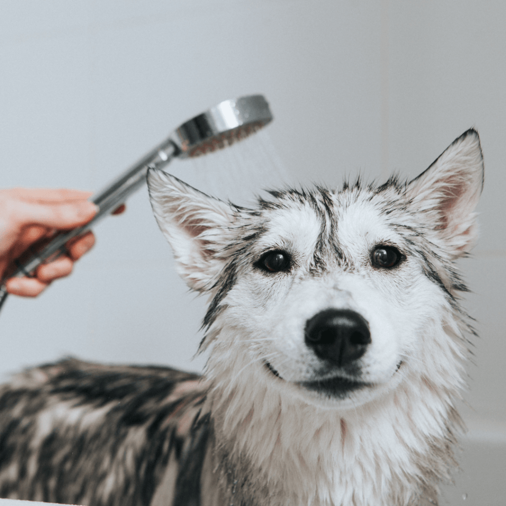 Fêter Saint Valentin avec son chien !