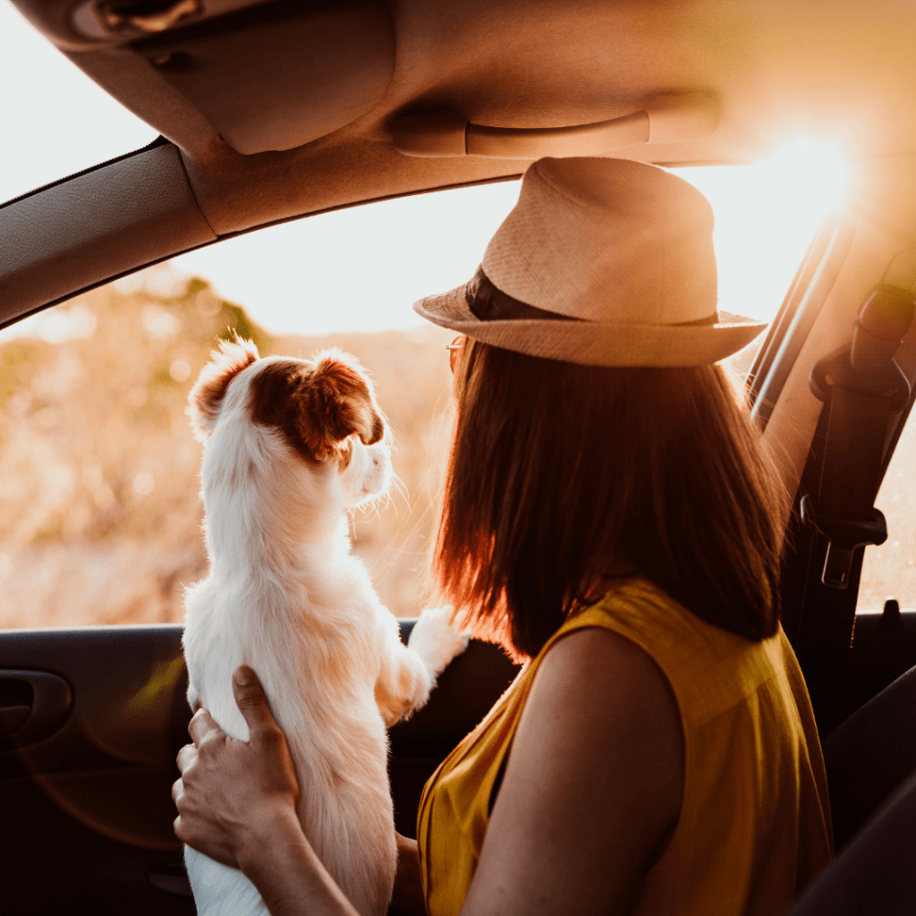 Quelles activités de vacances pour mon chien?