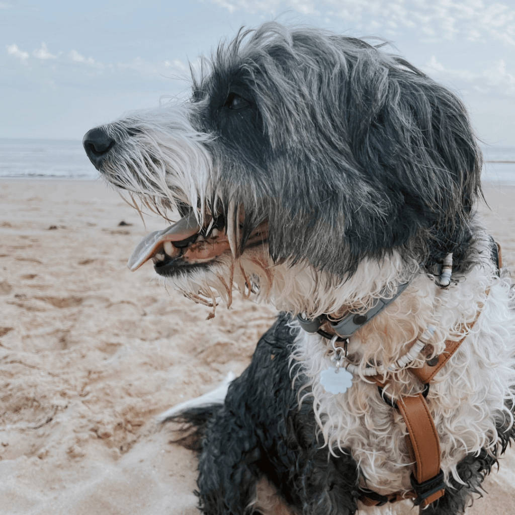 Quels accessoires pour mon chien cet été ?