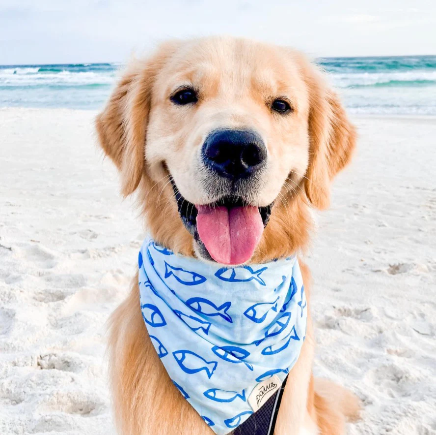 Choisir un BANDANA pour mon chien !?