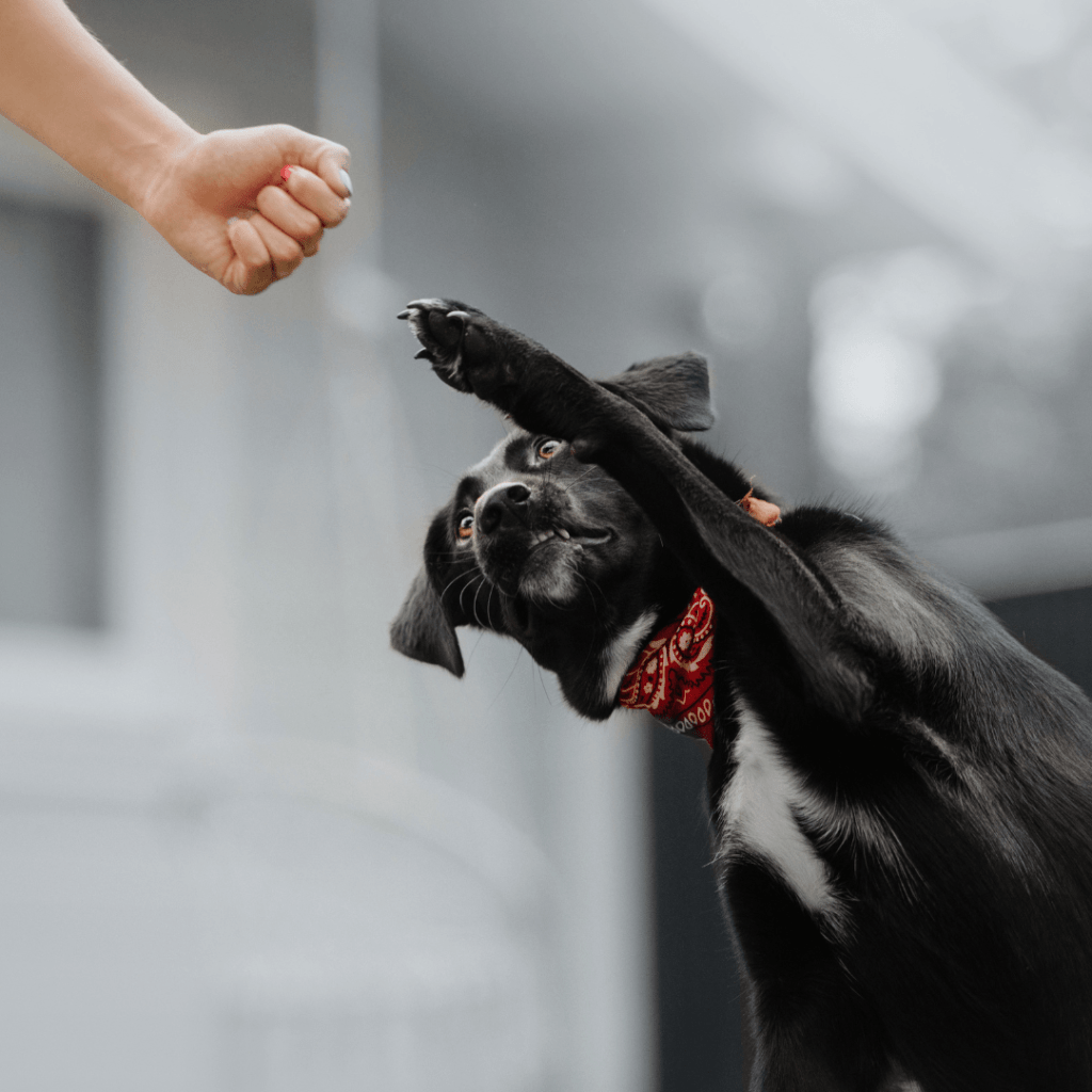 Choisir un BANDANA pour mon chien !?