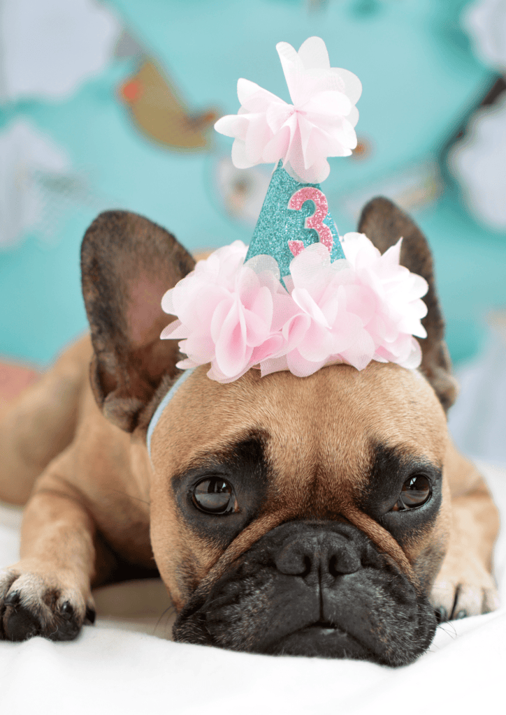 Fêter l'anniversaire de son chien !