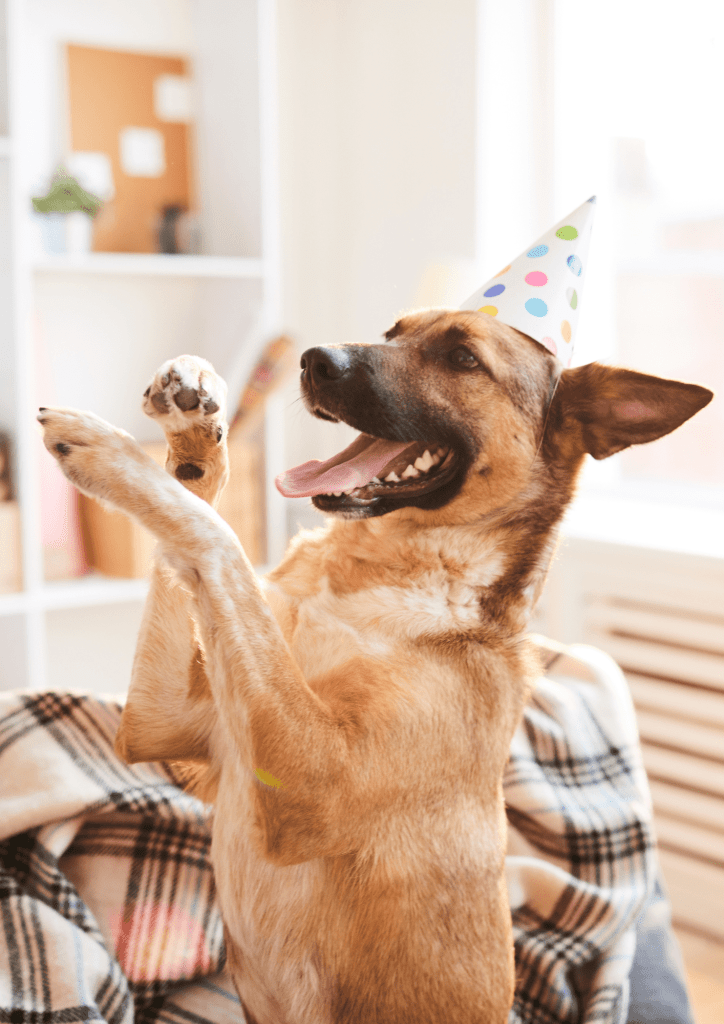 Fêter l'anniversaire de son chien !