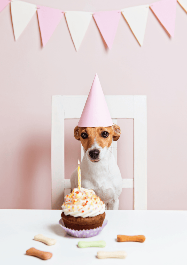 Fêter l'anniversaire de son chien !