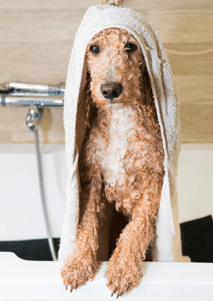 Fêter l'anniversaire de son chien !