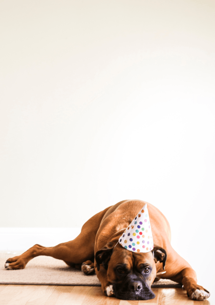 Fêter l'anniversaire de son chien !