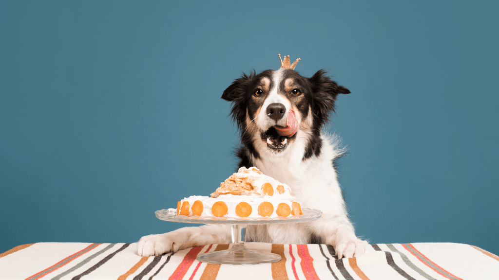 Fêter l'anniversaire de son chien !