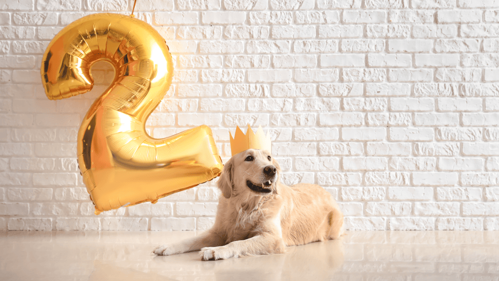 Fêter l'anniversaire de son chien !