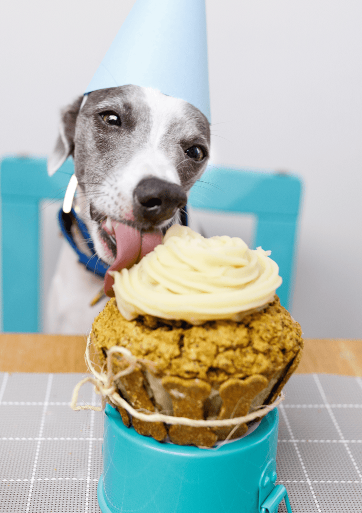 Fêter l'anniversaire de son chien !