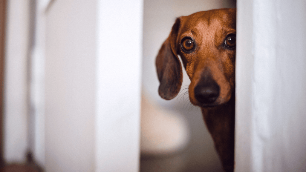 Fêter l'anniversaire de son chien !