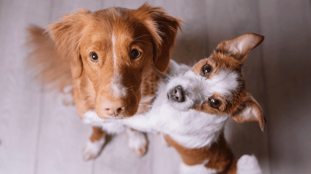 Fêter l'anniversaire de son chien !