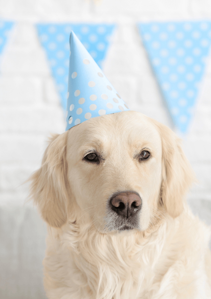 Fêter l'anniversaire de son chien !