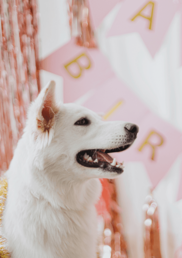 Fêter l'anniversaire de son chien !