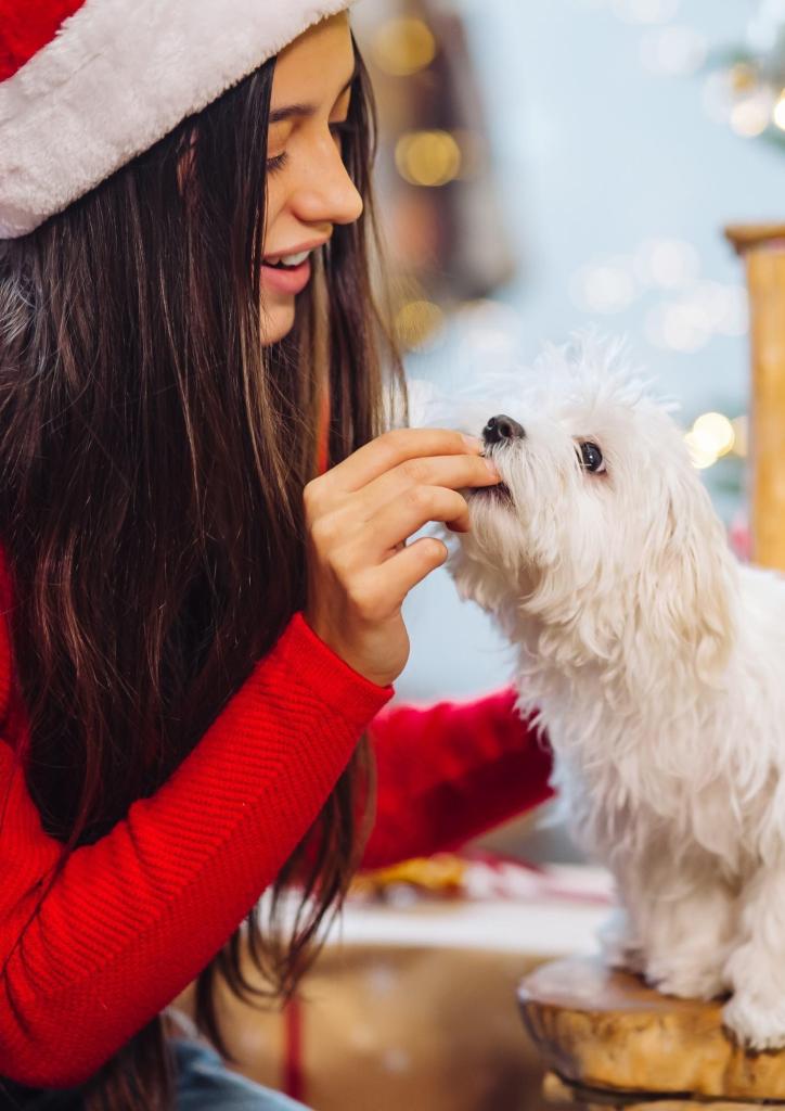 Fêter Noël avec son chien