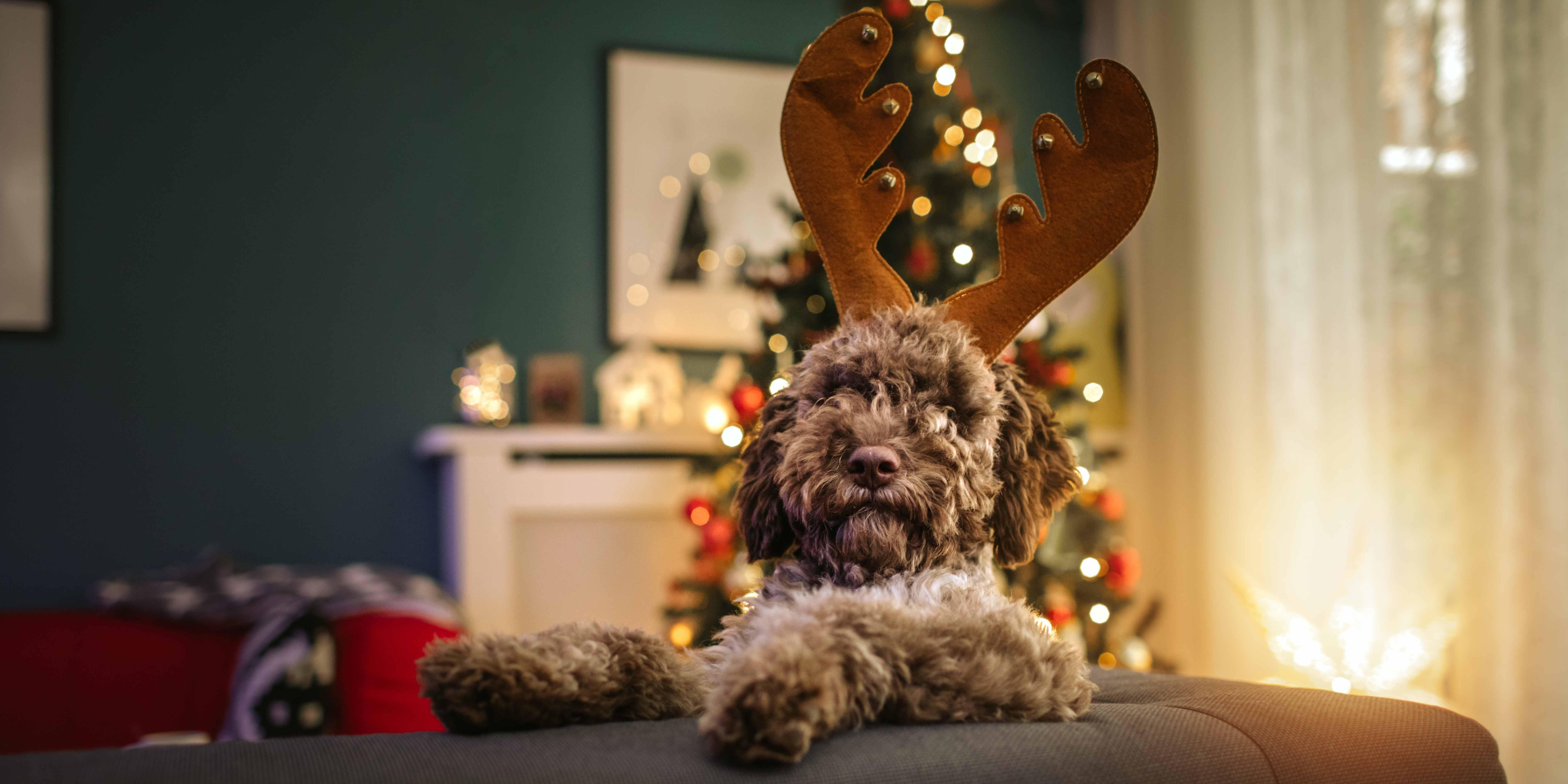 Fêter Noël avec son chien