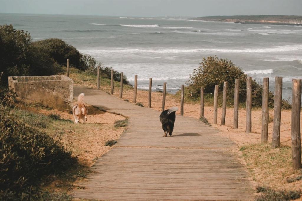 La Vendée avec son chien