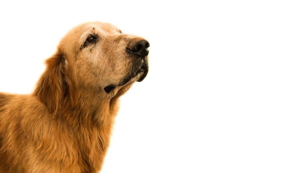 FORMATION ESPRIT DOG SENIOR