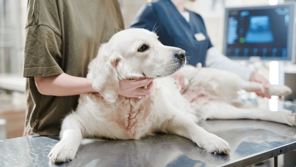 L’épilepsie chez le chien