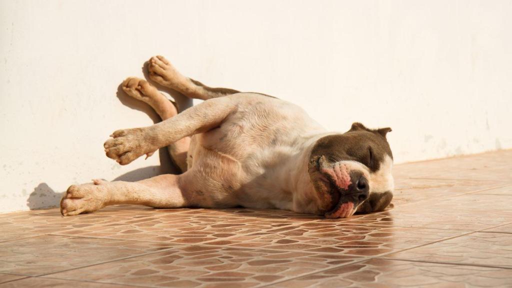 Narcolepsie chez le chien
