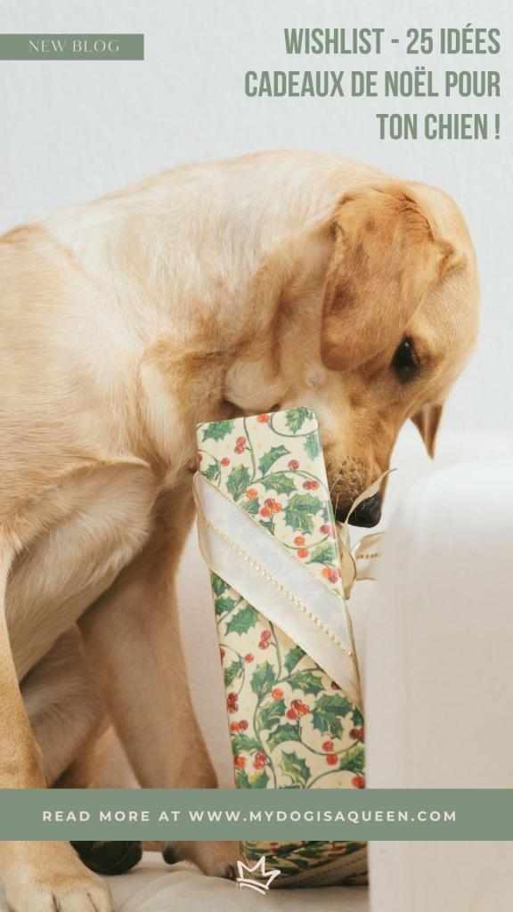 25 idées cadeaux pour mon chien