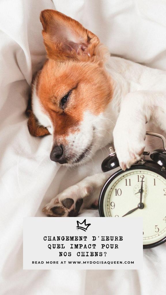 Changement d'heure quel impact pour nos chiens (1)