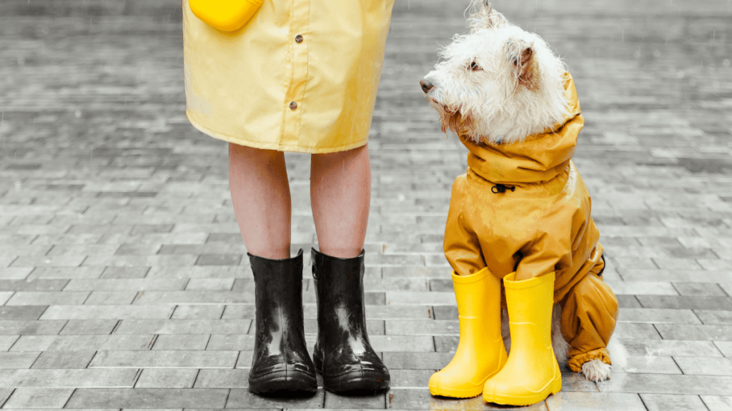Le chien de vos rêves ou celui de votre vie Trouver le juste milieu (13)