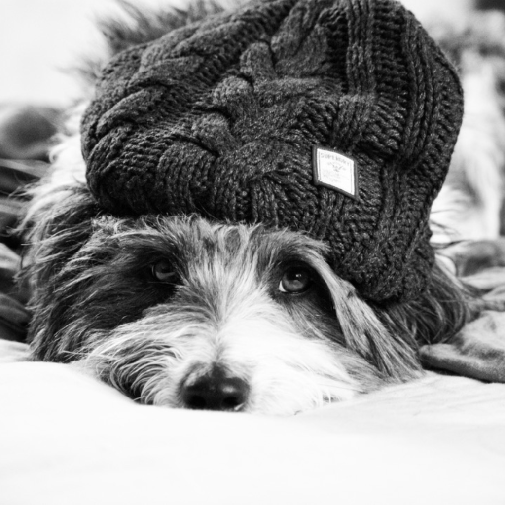 Pourquoi offrir un cadeau à votre DOG pour la Saint-Valentin (2)